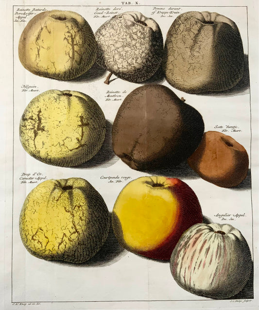1758 Mele, frutta, incisione su rame in folio secondo Knoop di JC Philips, botanica 