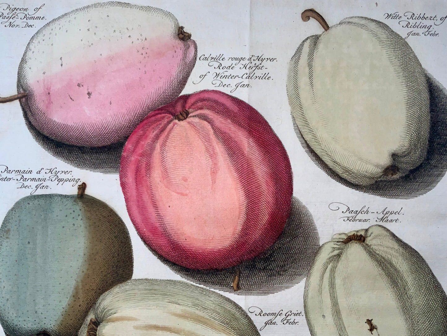 1758 Apples, fruit, folio copper engraving after Knoop by J. Folkema, botany