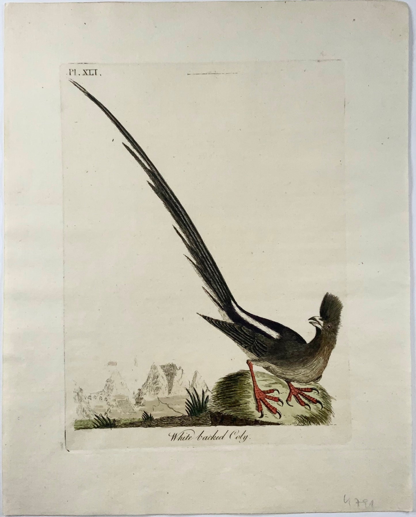 1785 Mousebird, Coly, John Latham, sinossi, uccelli, incisione colorata a mano 