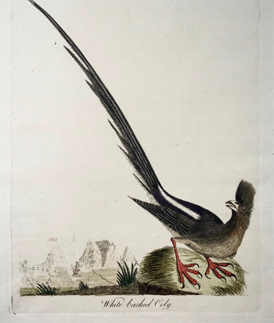 1785 Mousebird, Coly, John Latham, sinossi, uccelli, incisione colorata a mano 