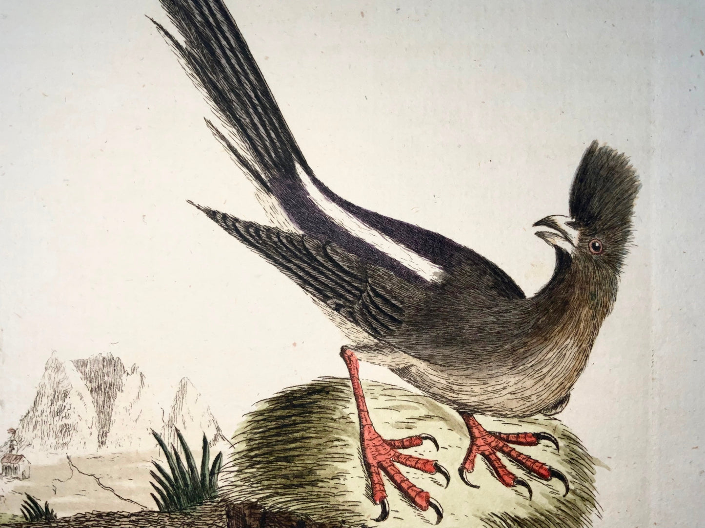 1785 Mousebird, Coly, John Latham, Synopsis, oiseaux, gravure colorée à la main 