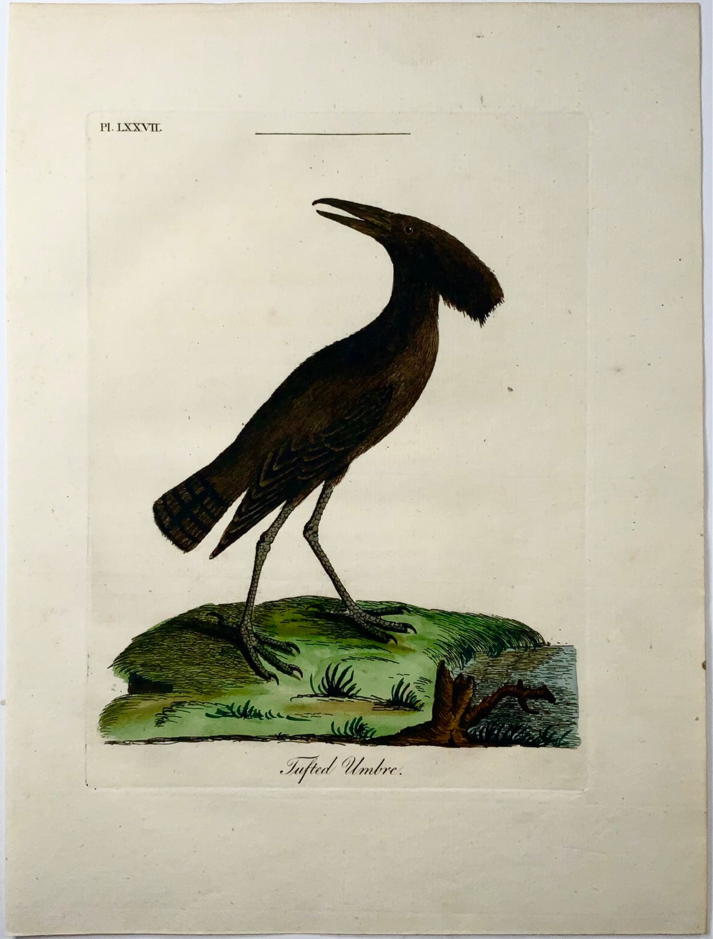 1785 Tufted Umbre, John Latham, Synopsis, birds, hand coloured