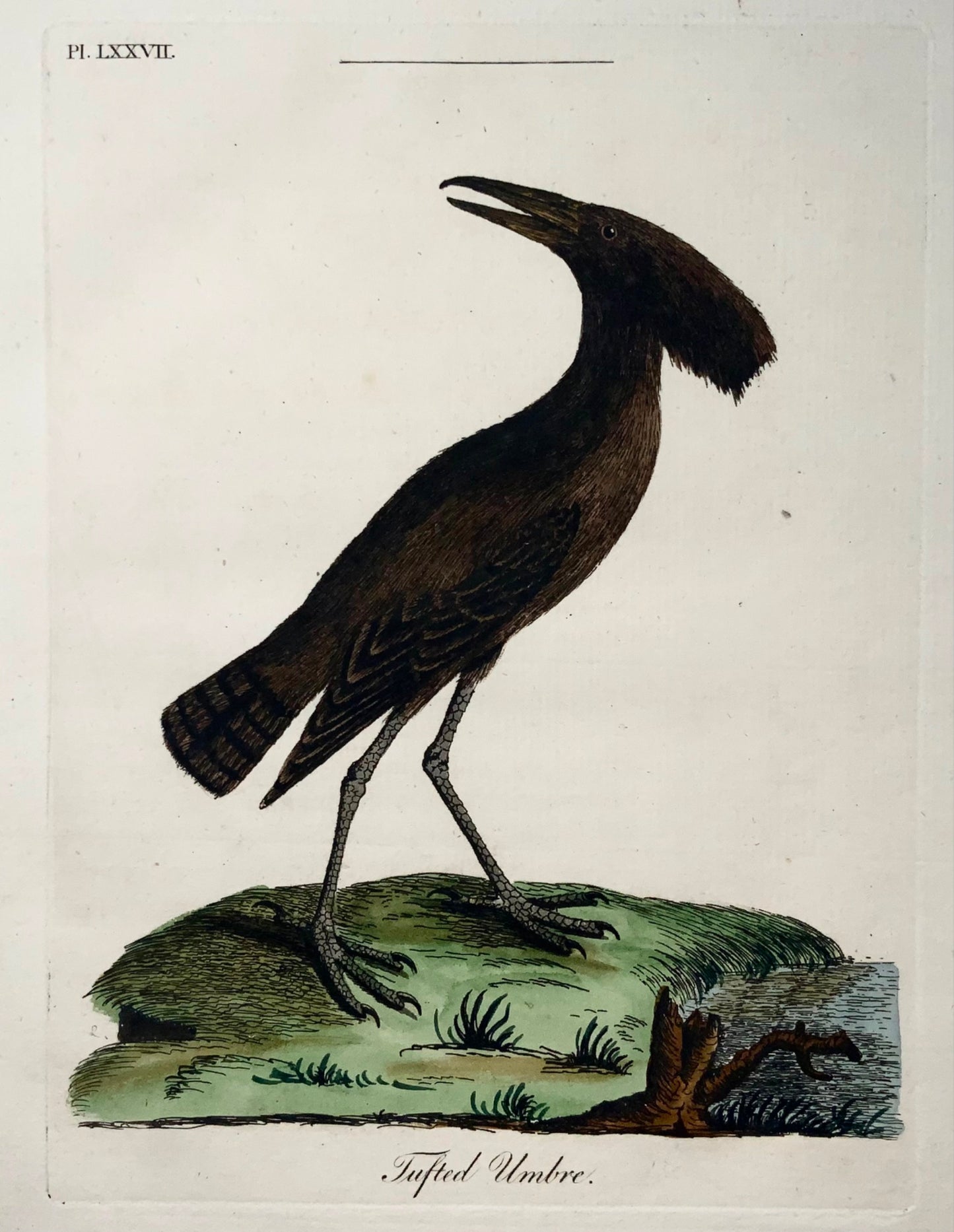 1785 Umbre tufted, John Latham, sinossi, uccelli, colorati a mano 