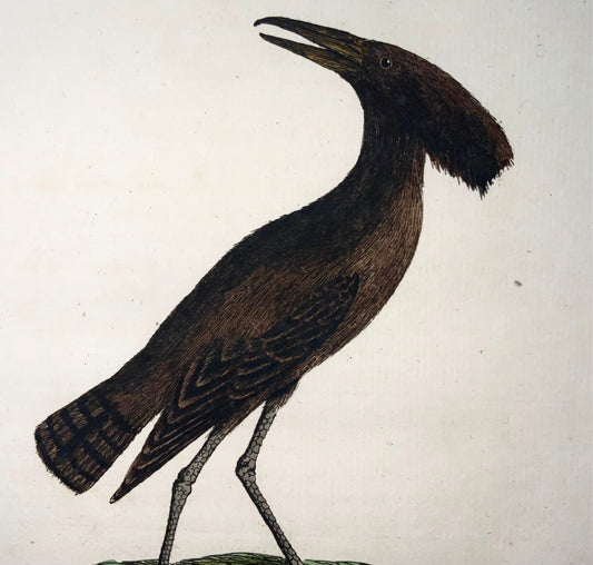 1785 Tufted Umbre, John Latham, Synopsis, oiseaux, coloré à la main 