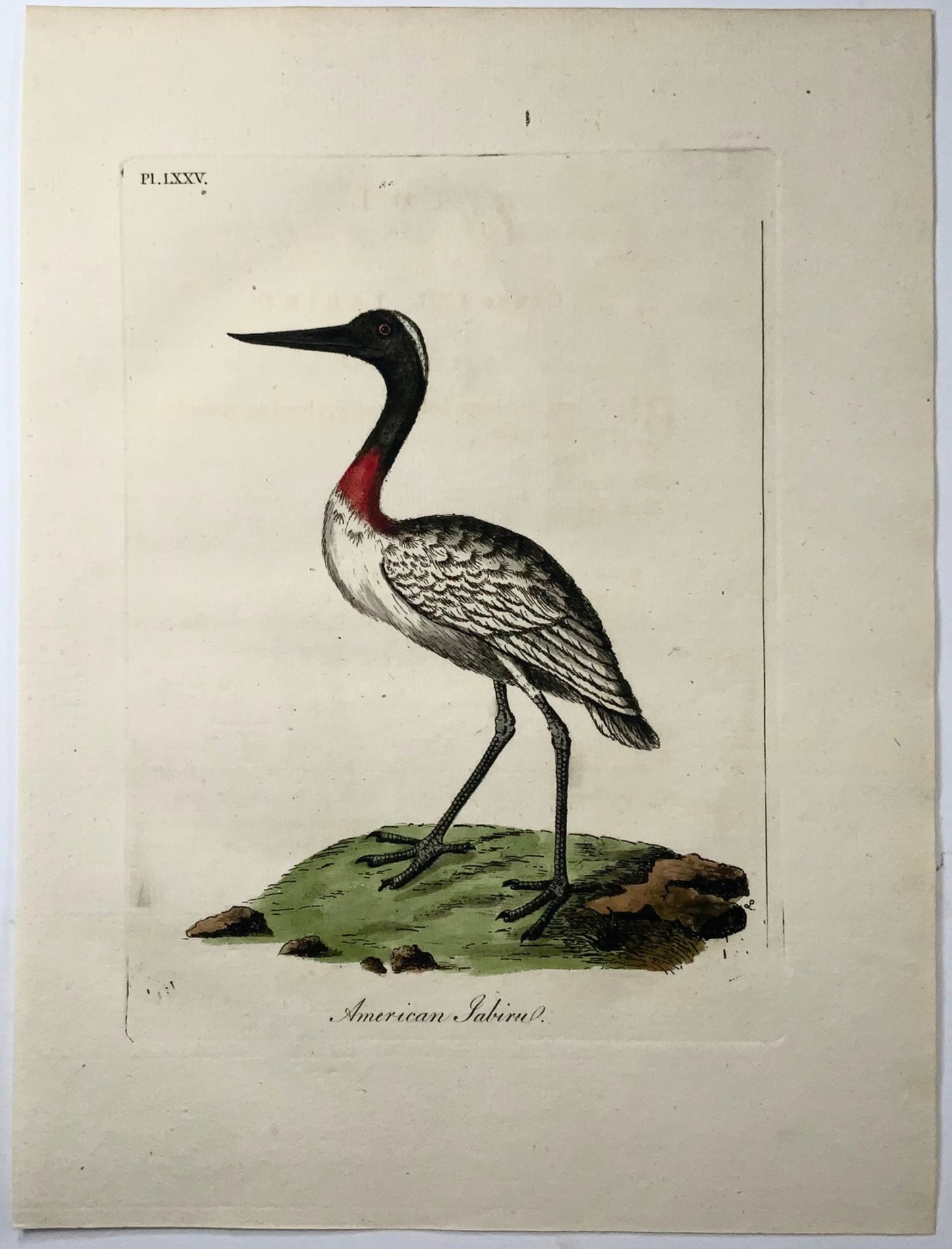 1785 Jabiru americano, John Latham, sinossi, uccelli, colorati a mano 