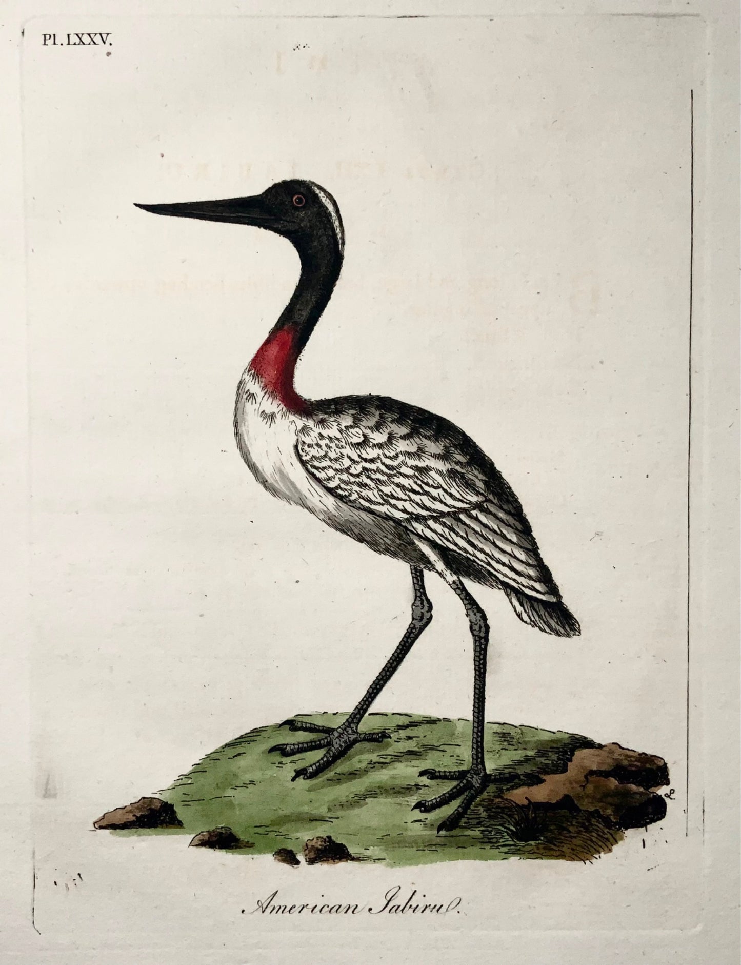 1785 American Jabiru, John Latham, Synopsis, oiseaux, colorié à la main 