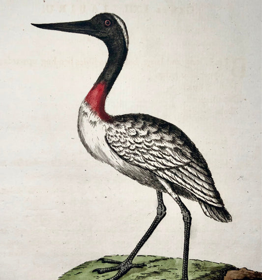 1785 American Jabiru, John Latham, Synopsis, birds, hand coloured