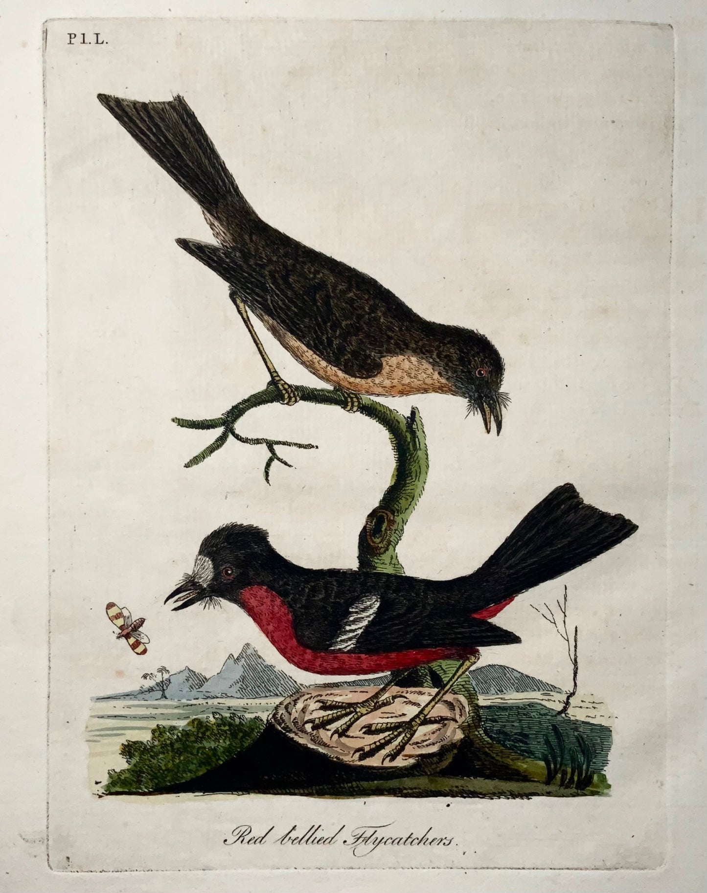 1785 Moucherolles à ventre rouge, John Latham, Synopsis, oiseaux, colorés à la main 