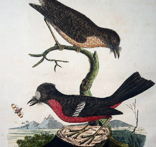 1785 Pigliamosche dal ventre rosso, John Latham, sinossi, uccelli, colorati a mano 