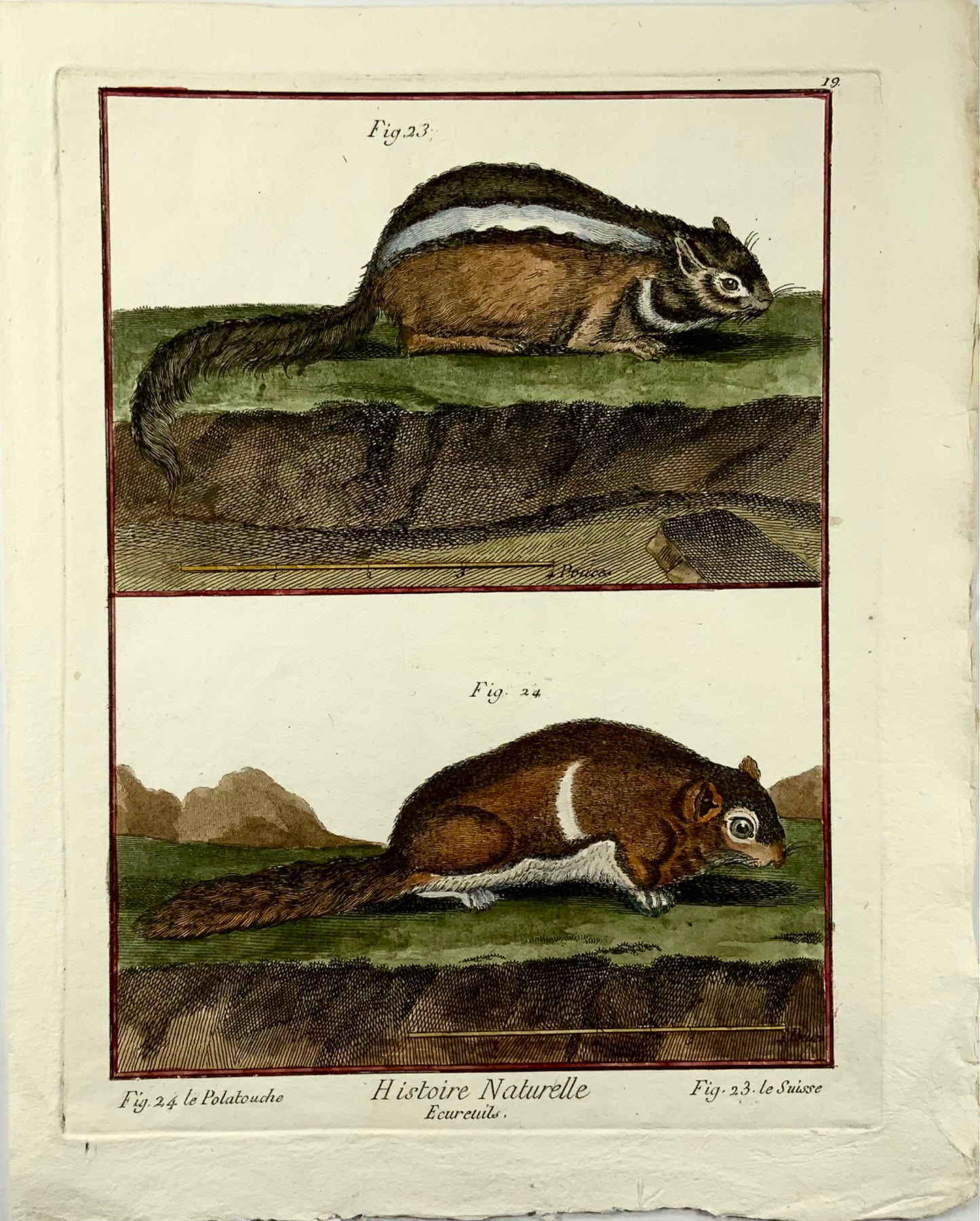 1780 c Scoiattoli volanti, mammiferi, edizione Diderot quarto, colorata a mano