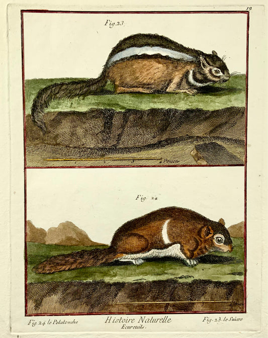 1780 c Écureuils volants, mammifères, édition Diderot in-quarto, coloriée à la main