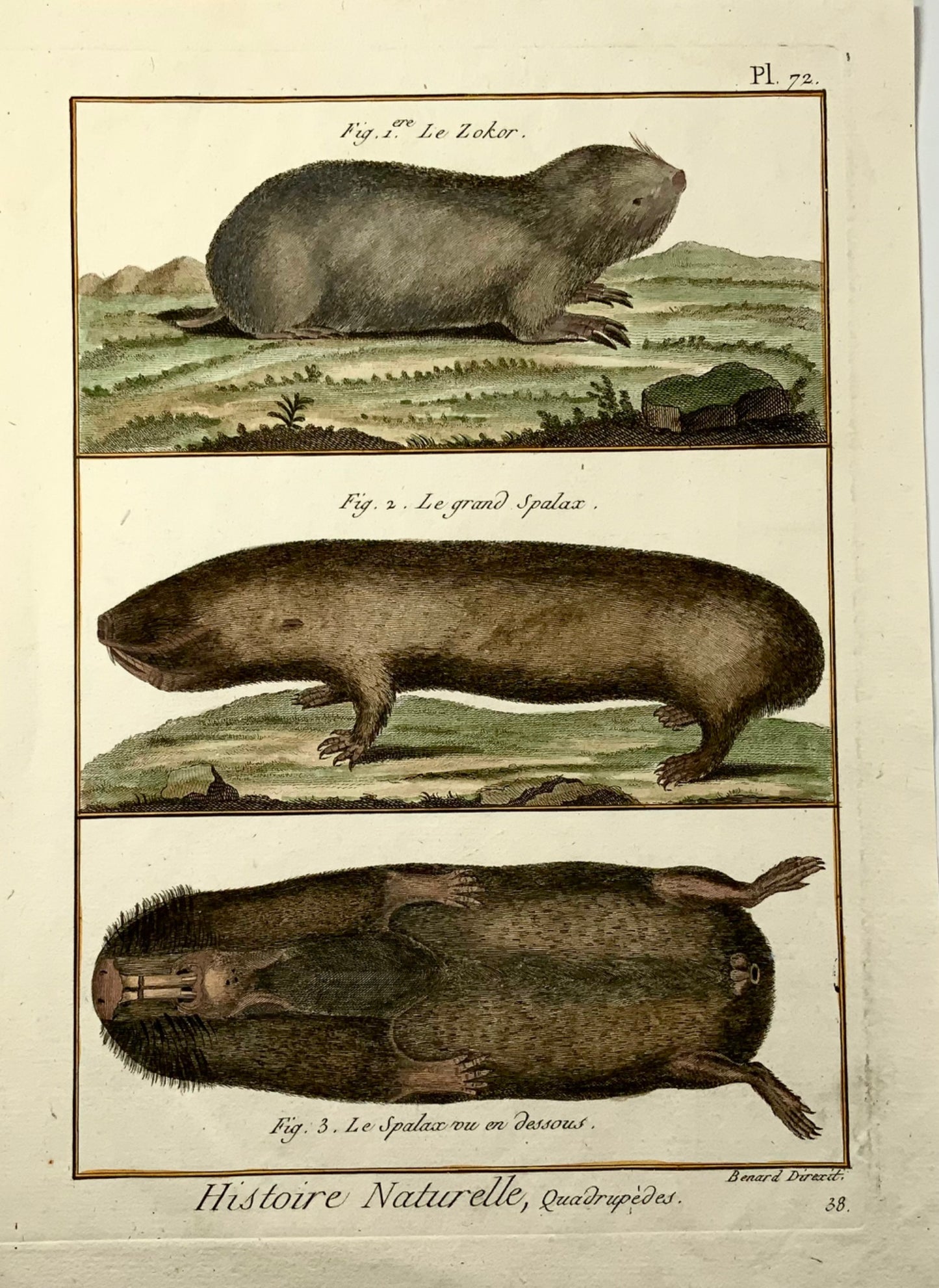 1780 c Spalax, Zokor Moles, mammiferi, edizione Diderot quarto, colorata a mano