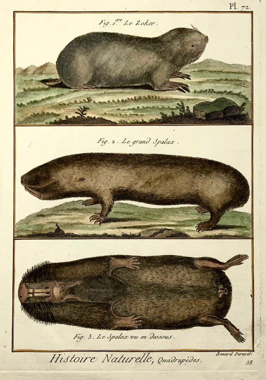 1780 c Spalax, Zokor Moles, mammifères, édition Diderot in-quarto, coloriée à la main