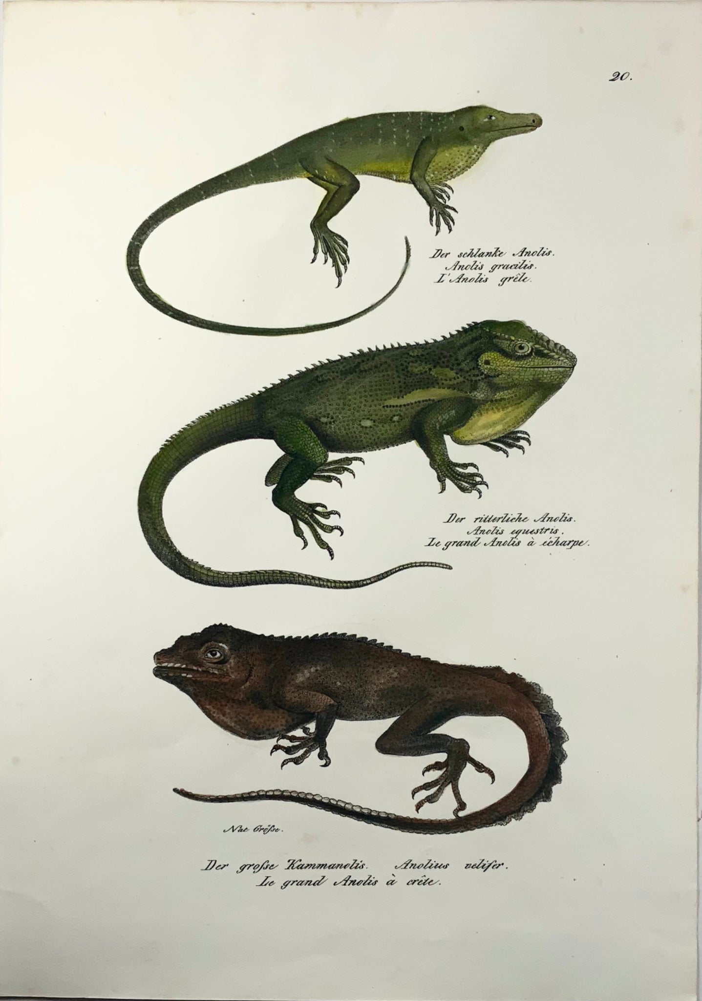 1833 Schinz (b1777) Lézards Anolis, lithographie sur pierre colorée à la main, reptiles