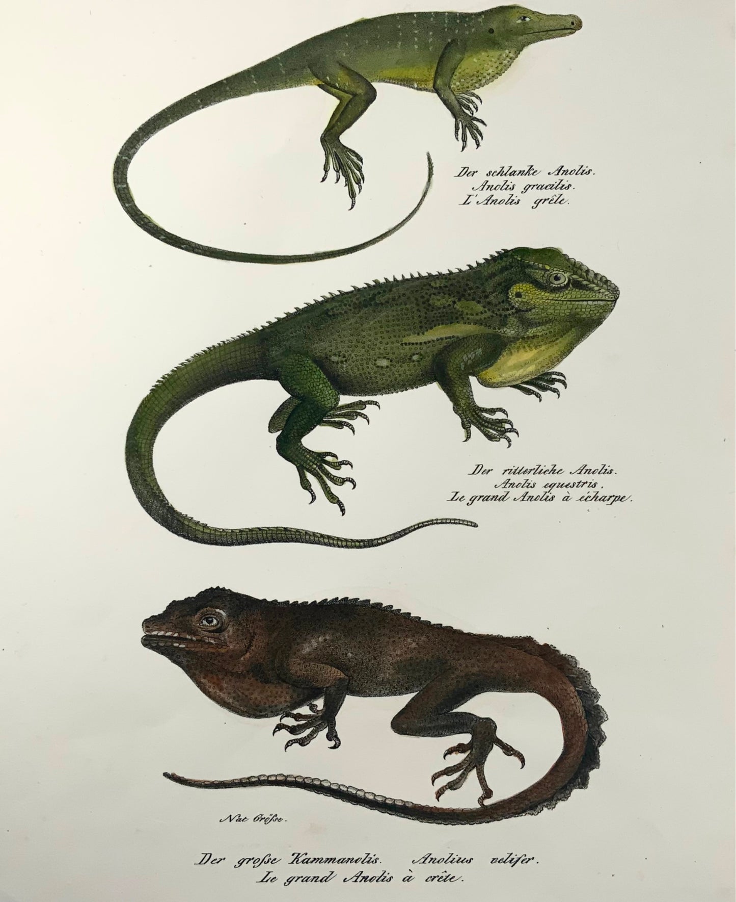 1833 Schinz (b1777) Lézards Anolis, lithographie sur pierre colorée à la main, reptiles