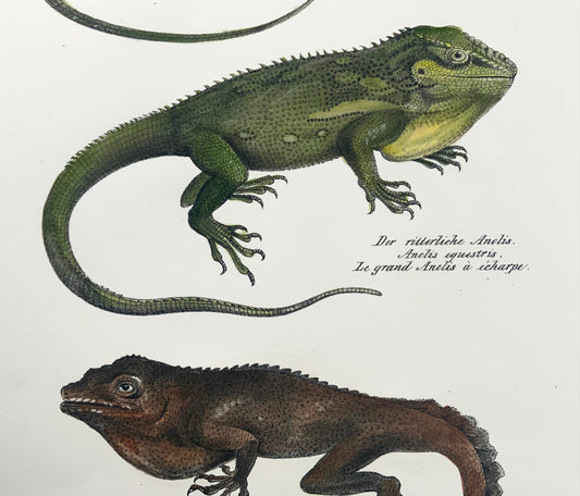 1833 Schinz (b1777) Anolis Lizards, hand coloured stone lithograph, reptiles