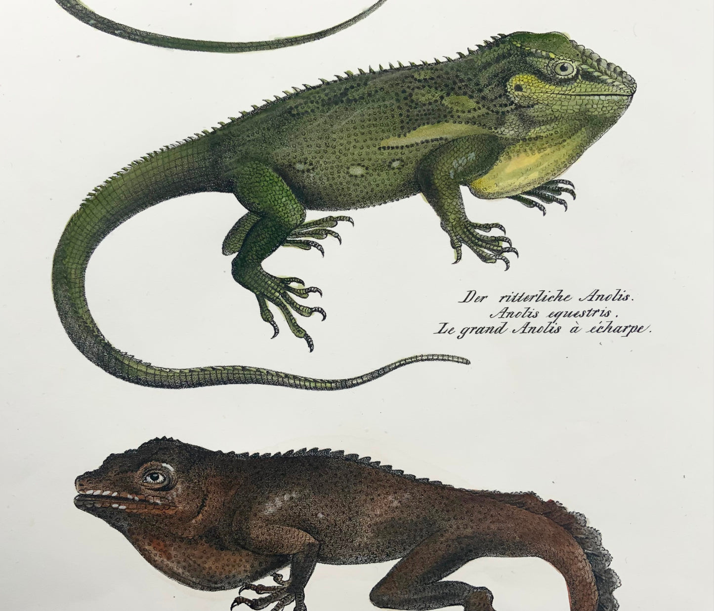 1833 Schinz (b1777) Anolis Lizards, litografia in pietra colorata a mano, rettili