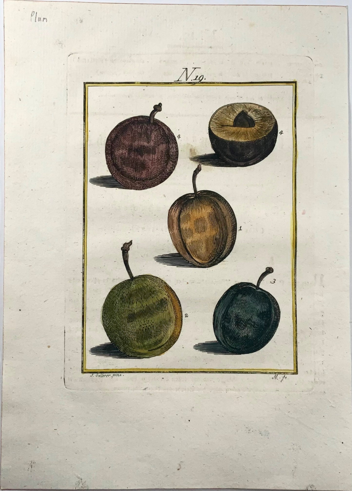 1790 Prunier, Fruit - Joh. Gravure colorée à la main de Sollerer
