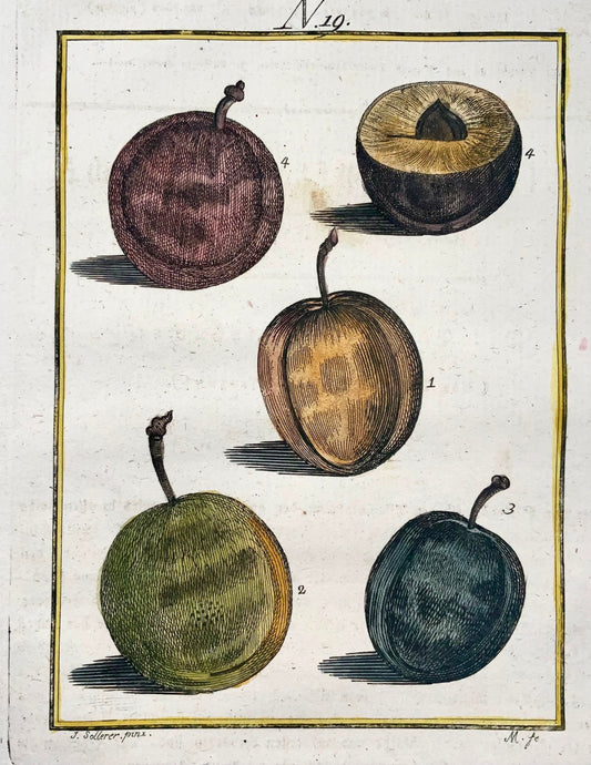 1790 Plum Tree, Fruit - Joh. Sollerer hand coloured engraving