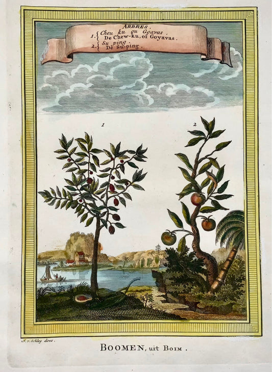 1759 Arbres, Goyave, Suping, Schley, botanique, gravure