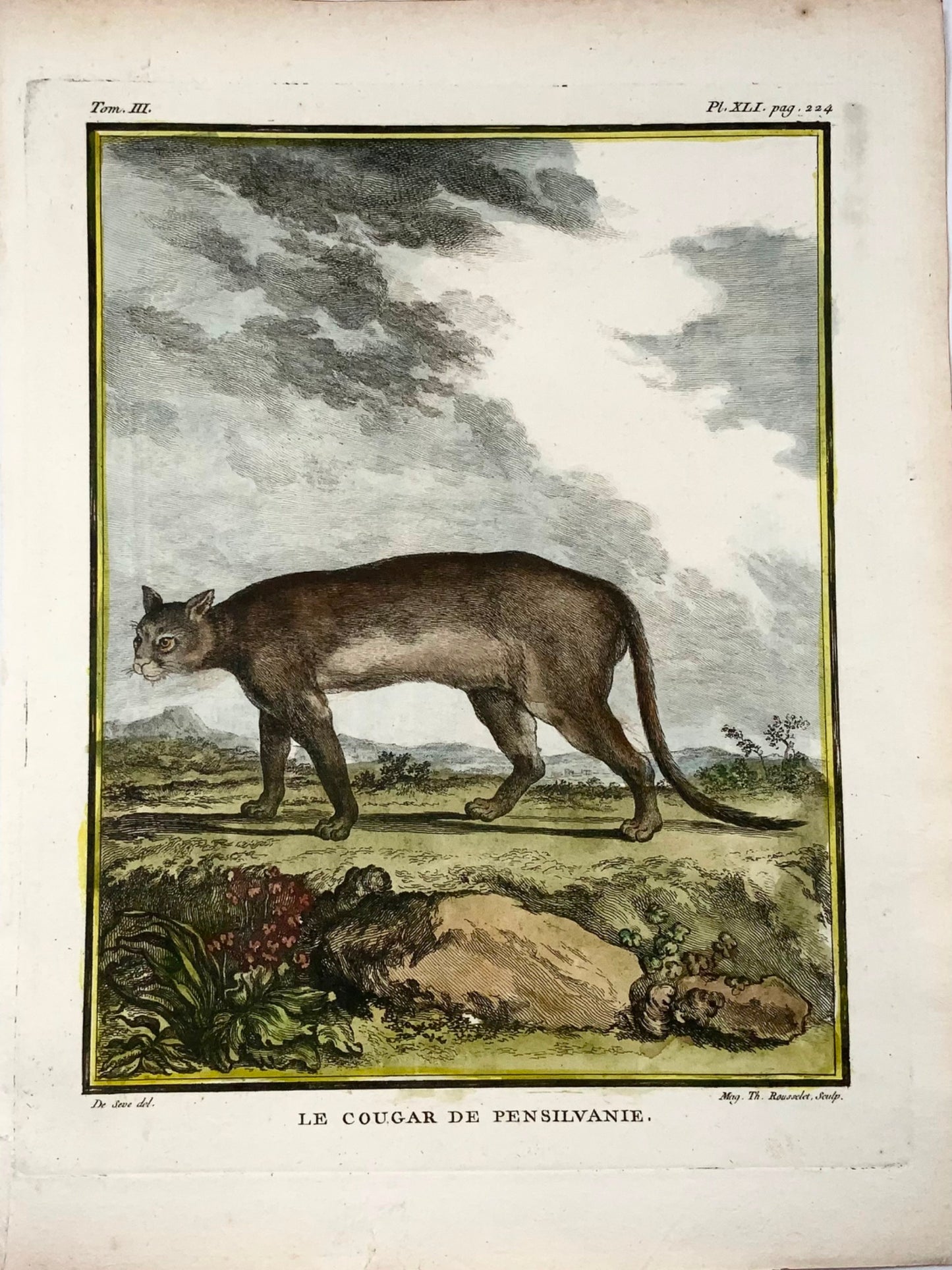 1779 Cougar américain, Rousselet ; J. de Sève, Mammifère, gravure in-4