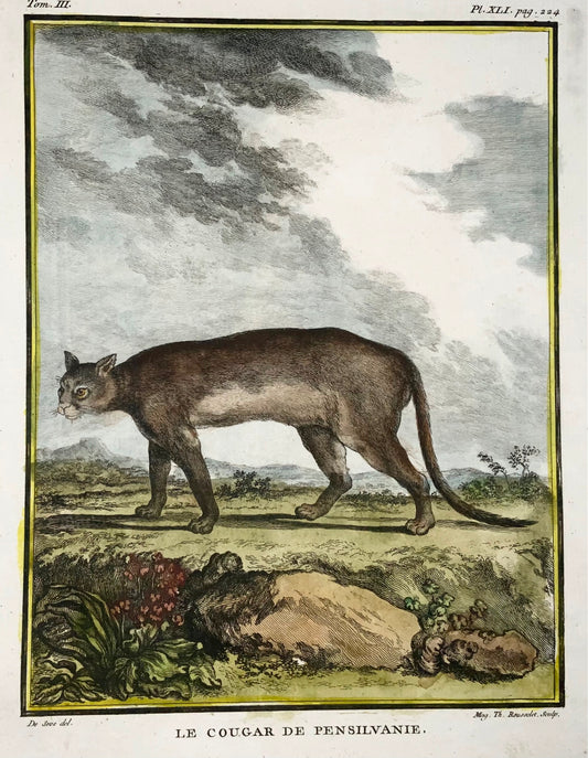 1779 Cougar américain, Rousselet ; J. de Sève, Mammifère, gravure in-4