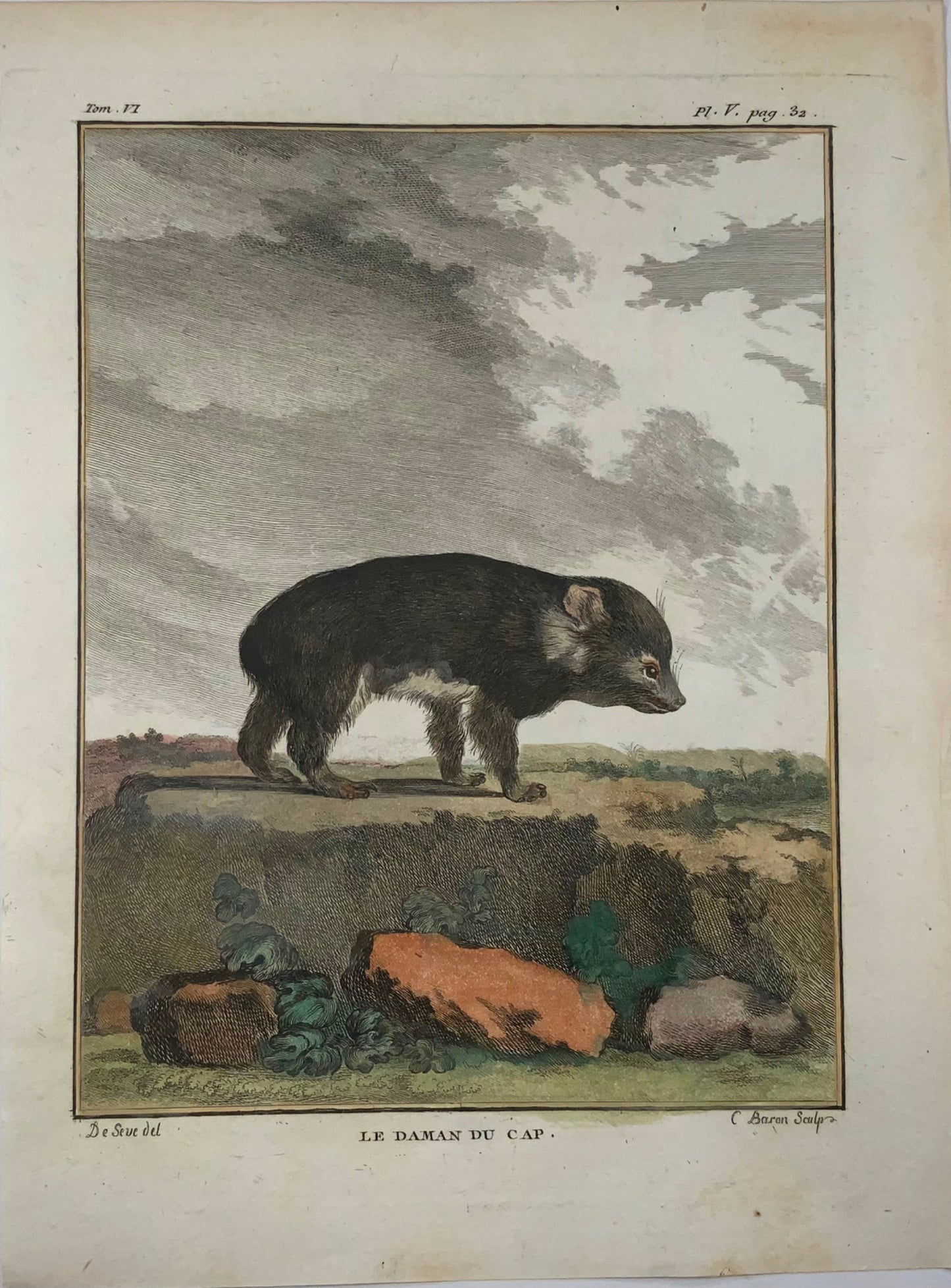 1779 Rock Hyrax; J. de Seve, Mammal, 4to engraving