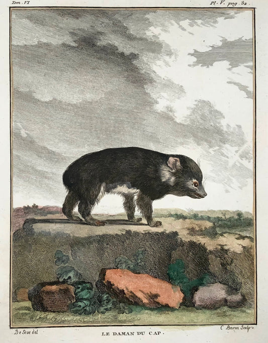 1779 Irace di roccia; J. de Seve, Mammifero, 4a incisione