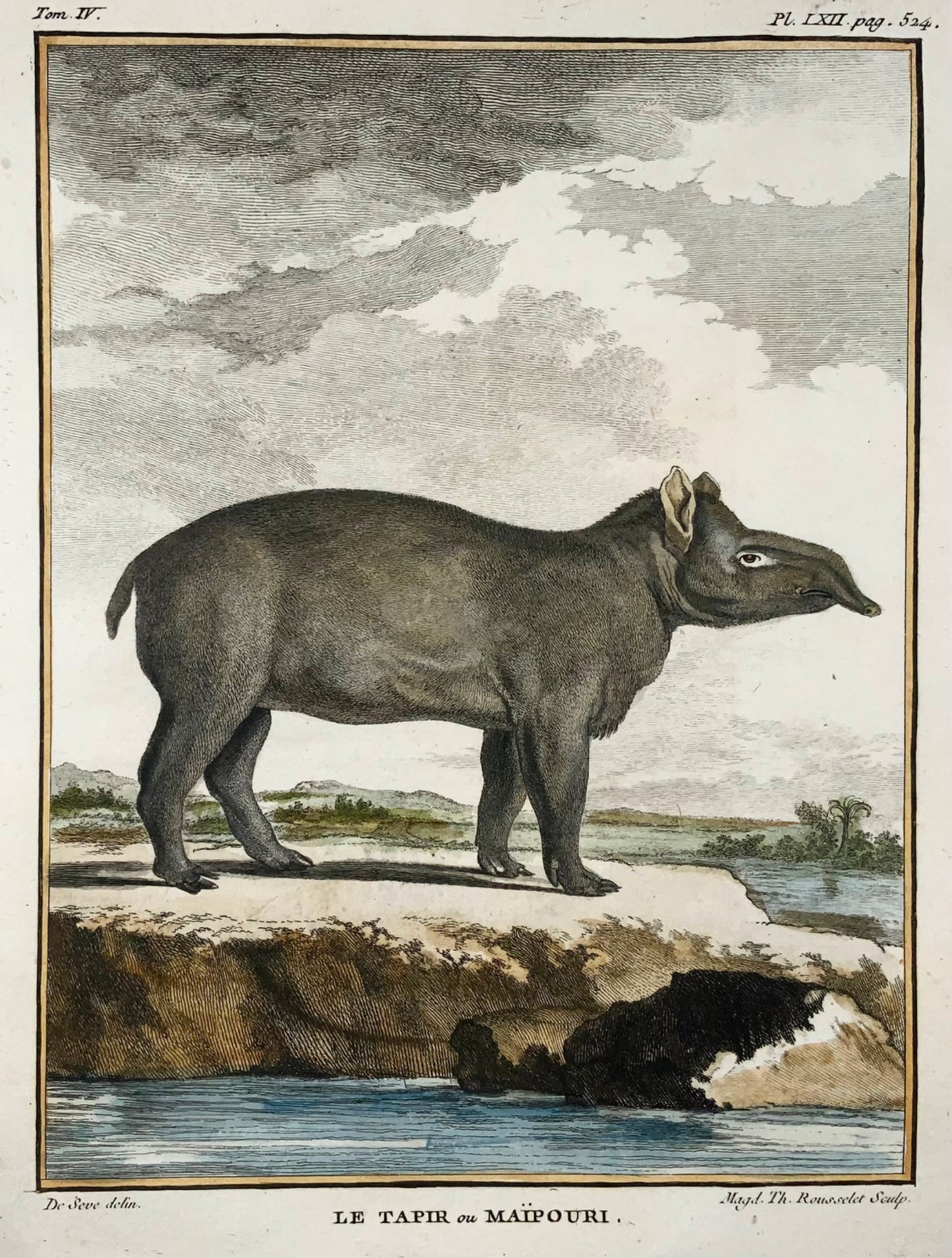 1779 Tapir ou Maipouri; J. de Seve, Mammal, 4to engraving