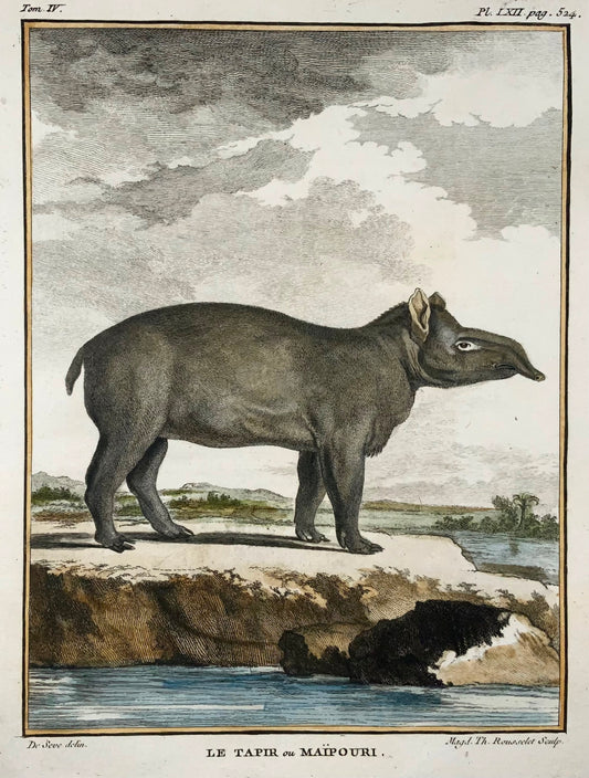 1779 Tapir ou Maipouri ; J. de Sève, Mammifère, gravure in-4