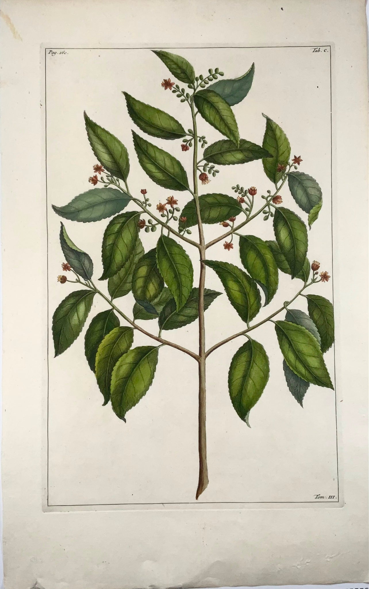 1741 Elaeocarpus Ganitrus, Rumpf, Herbarium Amboinense, colore a mano, foglio, botanica