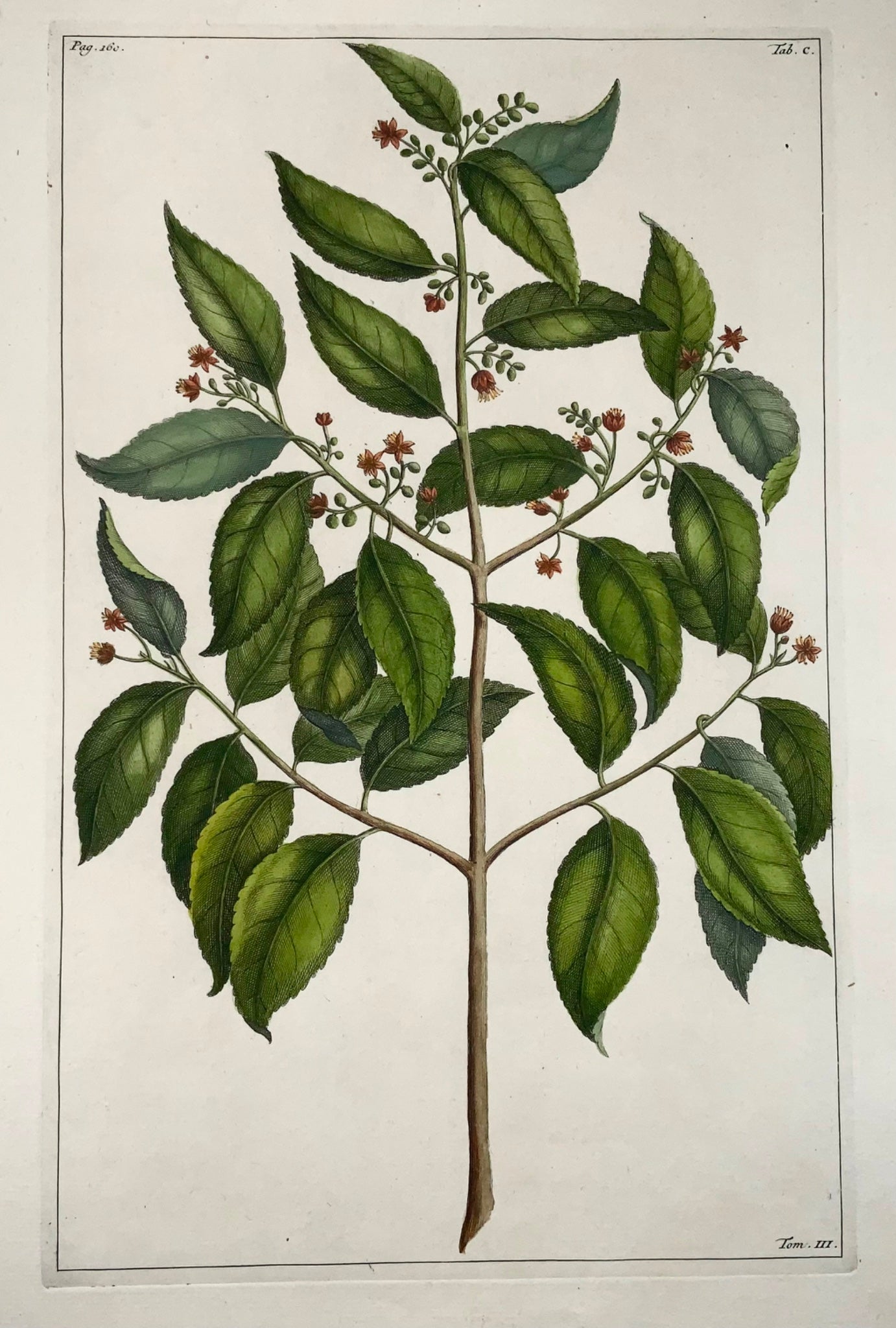 1741 Elaeocarpus Ganitrus, Rumpf, Herbarium Amboinense, colore a mano, foglio, botanica