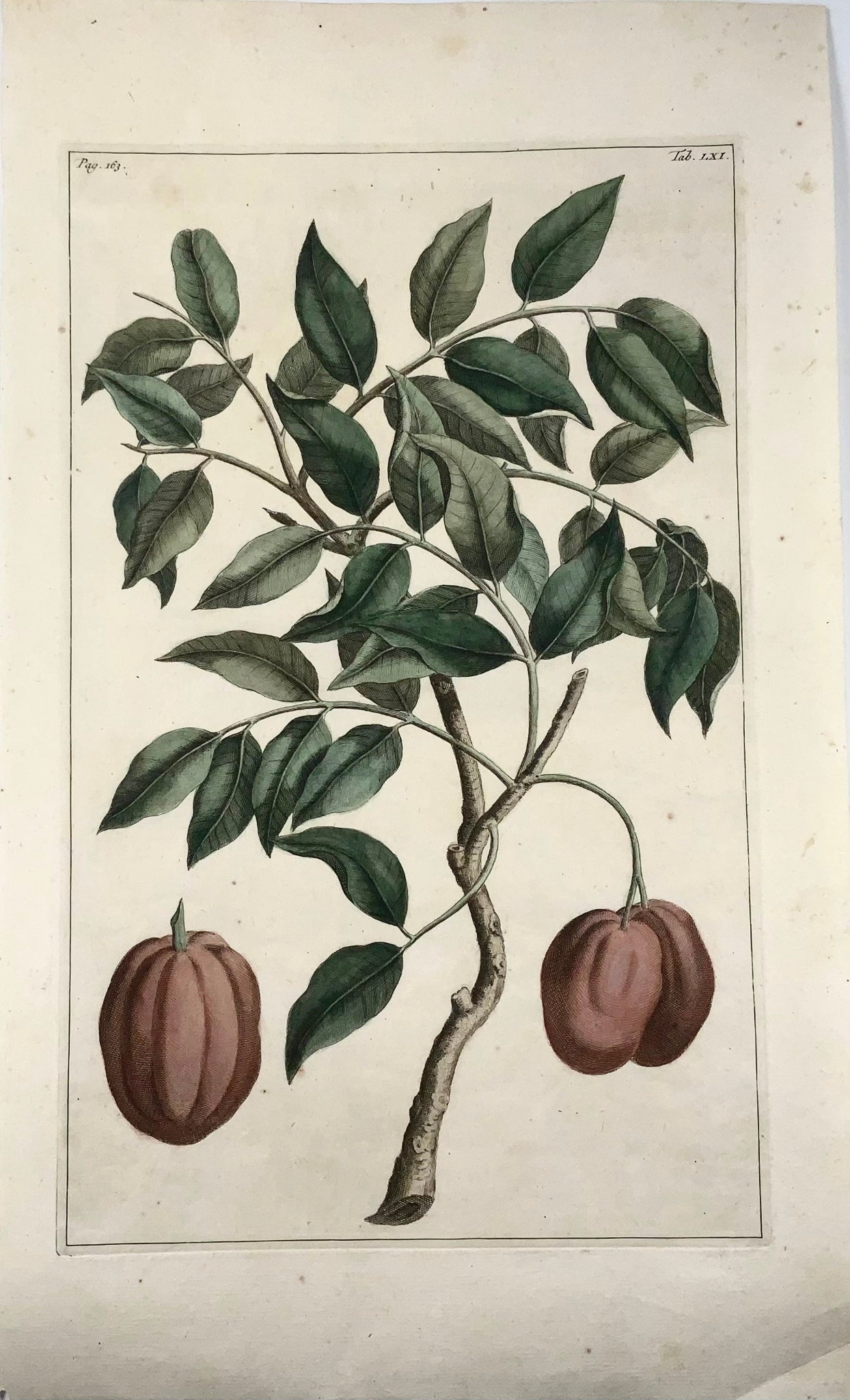1741 Condondum Malacense, Rumpf, Herbarium Amboinense, couleur main, folio, fruit, botanique