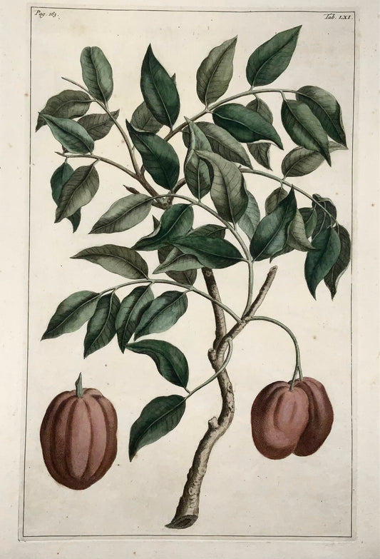 1741 Condondum Malacense, Rumpf, Herbarium Amboinense, colore a mano, folio, frutta, botanica