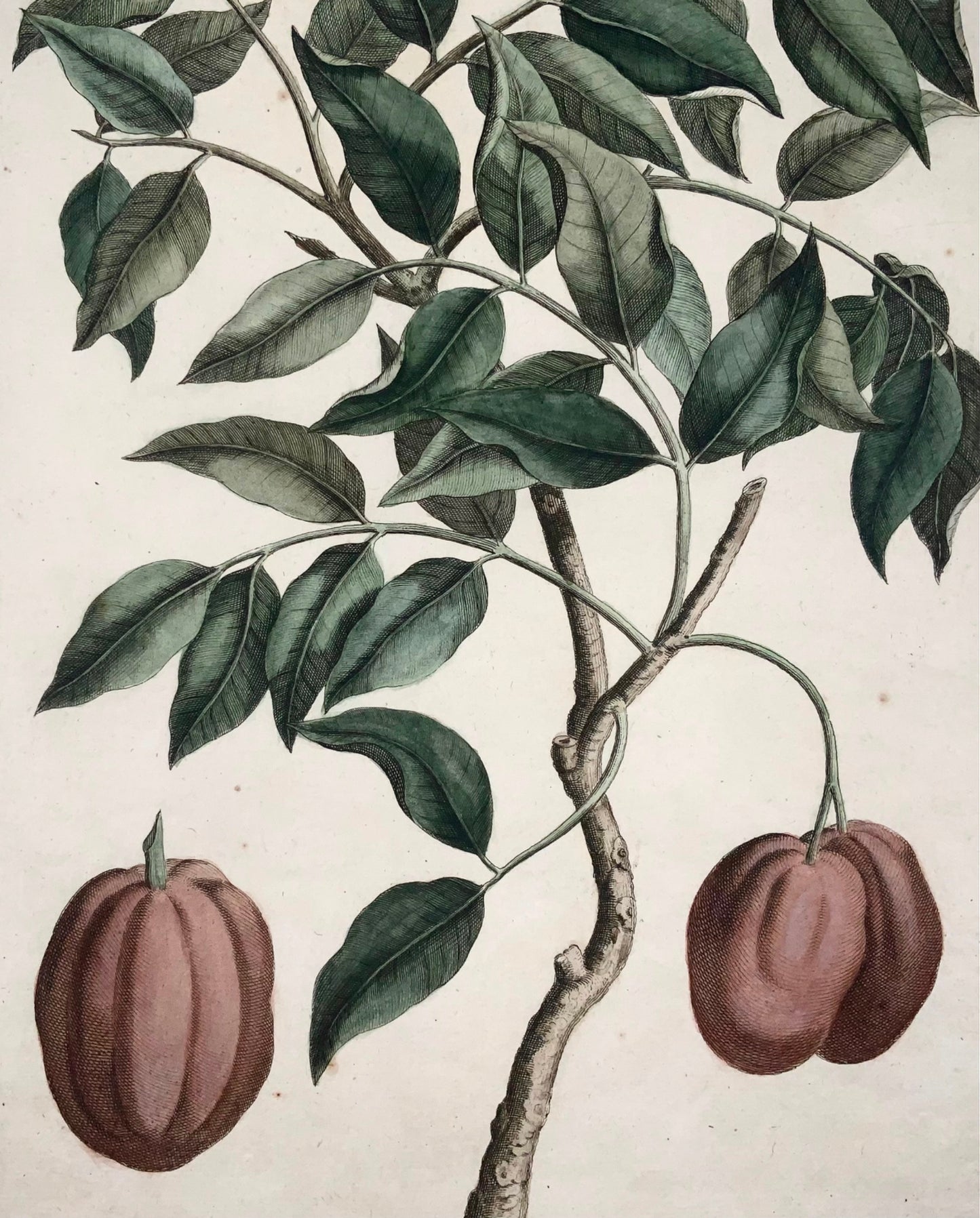 1741 Condondum Malacense, Rumpf, Herbarium Amboinense, hand colour, folio, fruit, botany