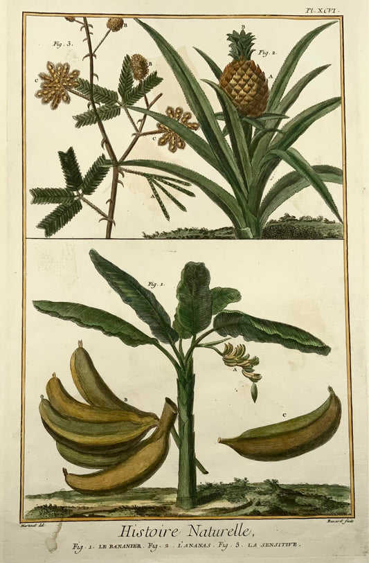 1780 Ananas, banane, Martinet, colorati a mano, incisione su foglio grande 37,5 cm, botanica