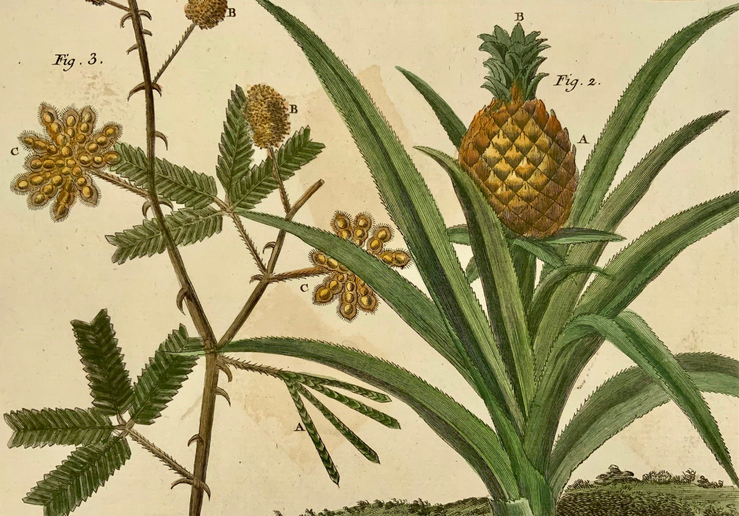 1780 Ananas, banane, Martinet, colorati a mano, incisione su foglio grande 37,5 cm, botanica