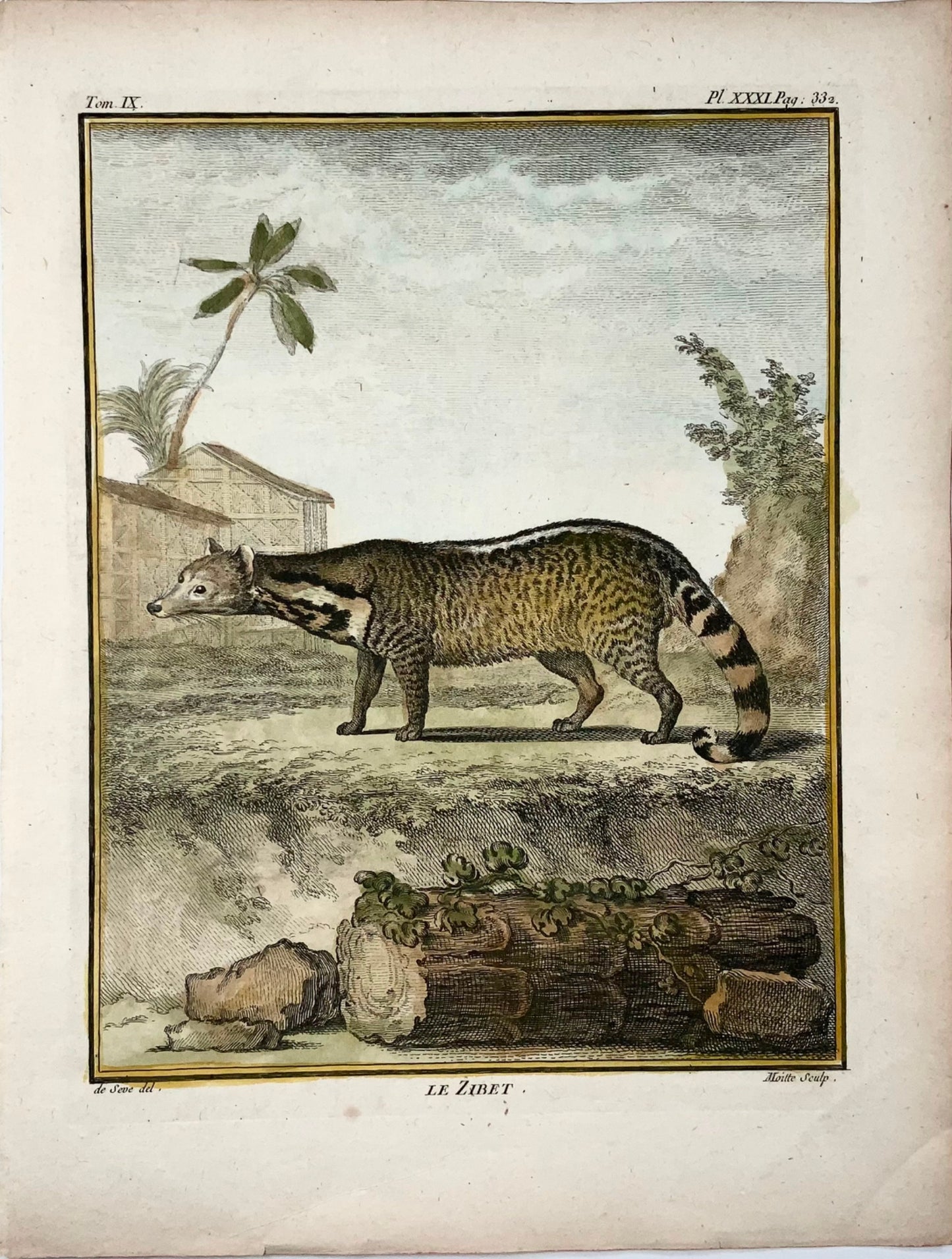 1779 Zibet; J. de Seve, Mammal, 4to engraving