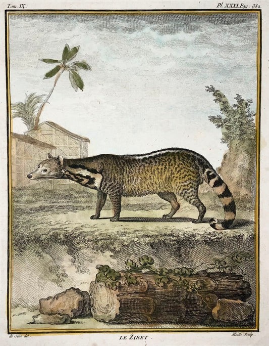 1779 Zibet; J. de Seve, Mammal, 4to engraving