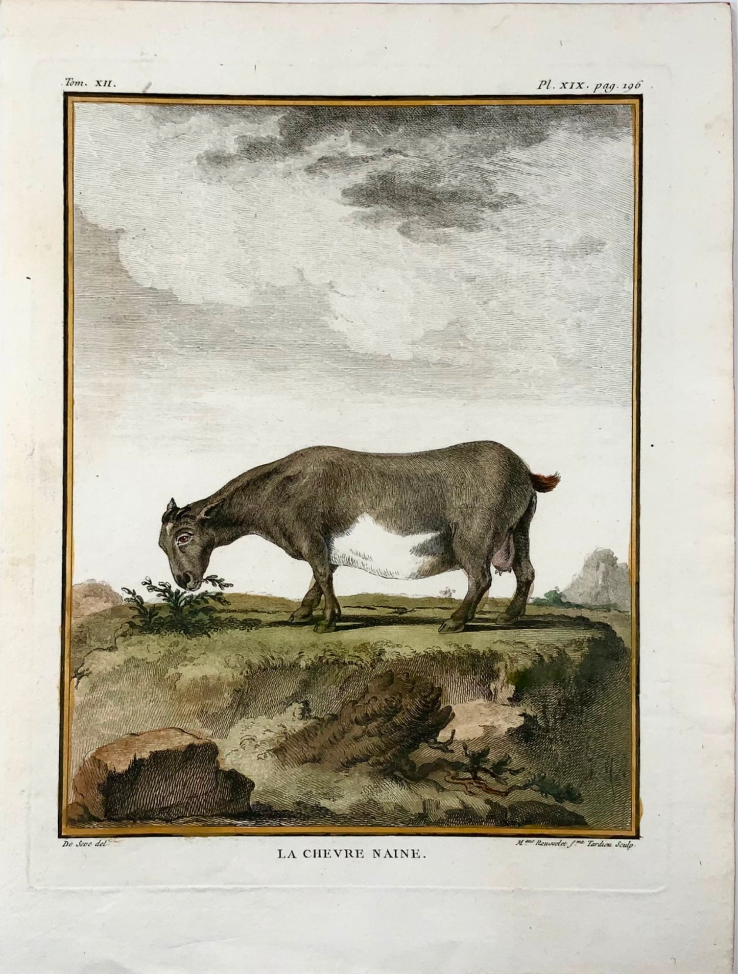 1779 Chèvre pygmée ; J. de Sève, Mammifère, gravure in-4