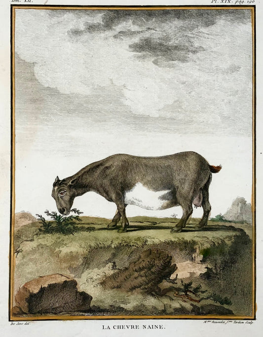 1779 Pigmy Goat; J. de Seve, Mammal, 4to engraving