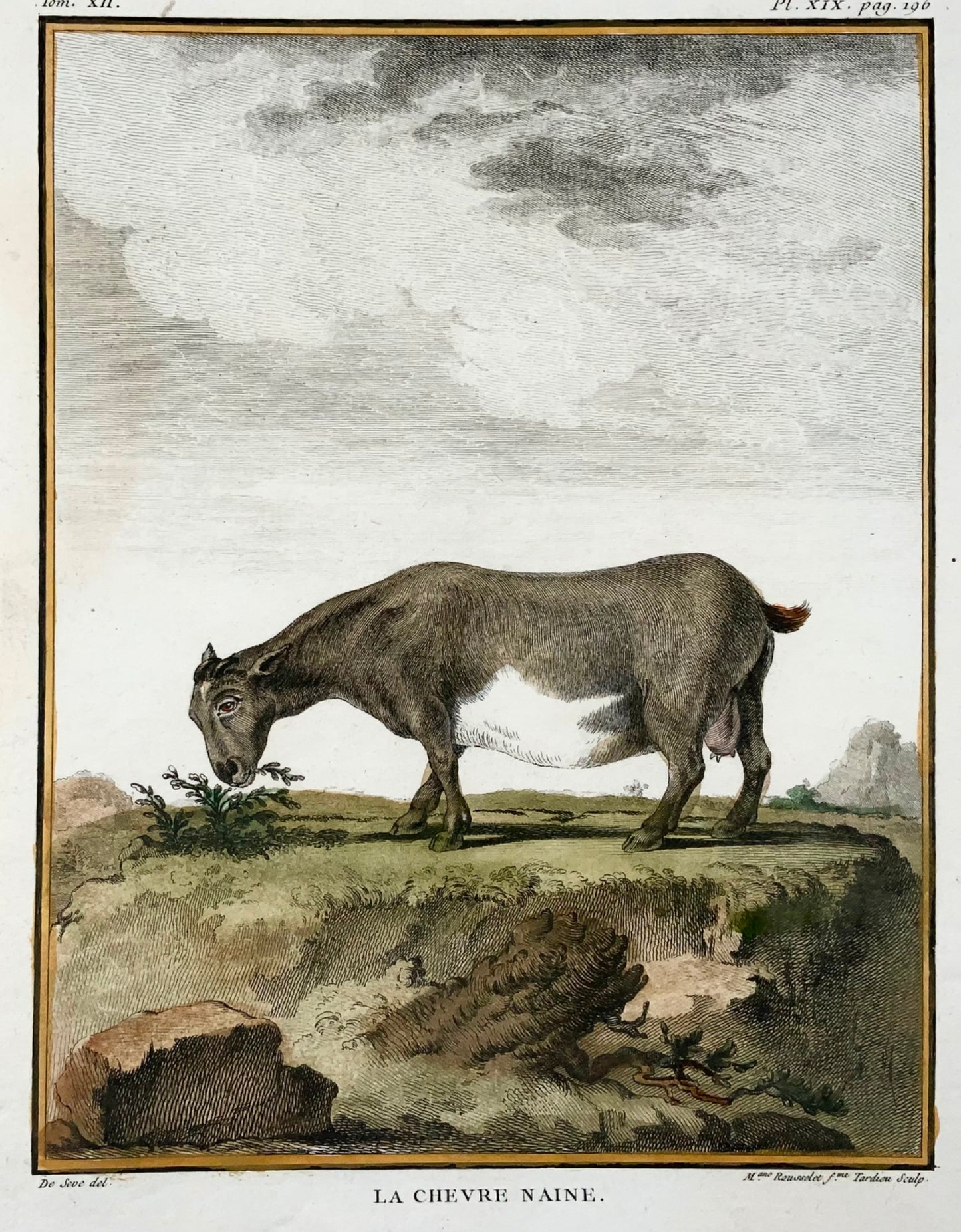 1779 Chèvre pygmée ; J. de Sève, Mammifère, gravure in-4