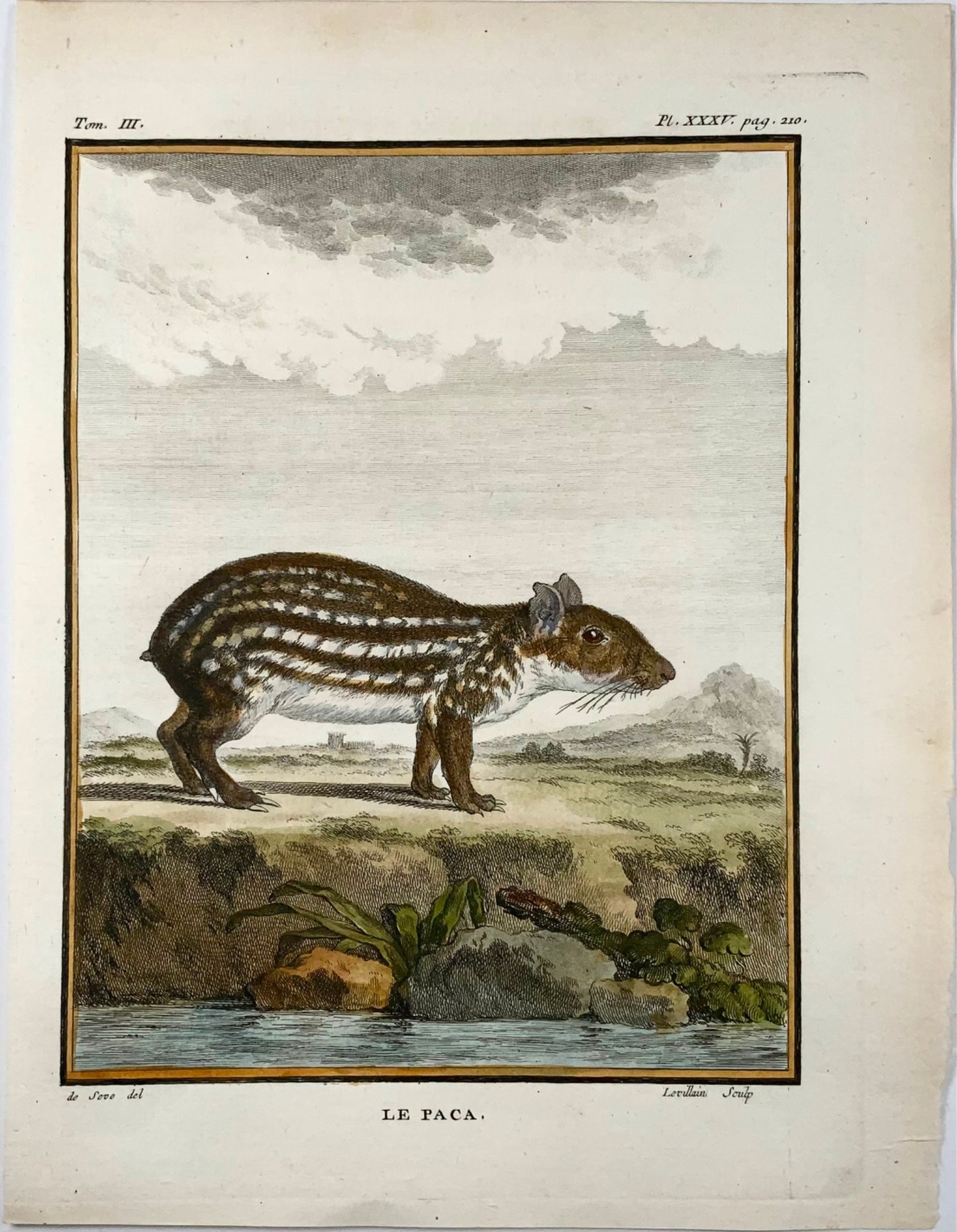 1779 Paca; J. de Seve, Mammal, 4to engraving