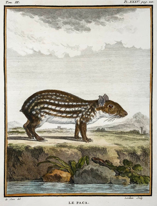 1779 Paca; J. de Seve, Mammal, 4to engraving