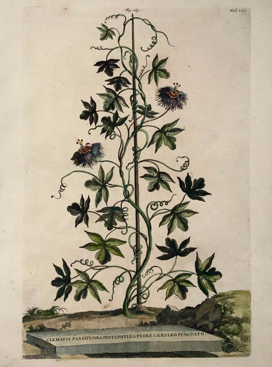 1696 Clematis Passiflora, foglio grande, botanica, Abraham Munting, foglio grande