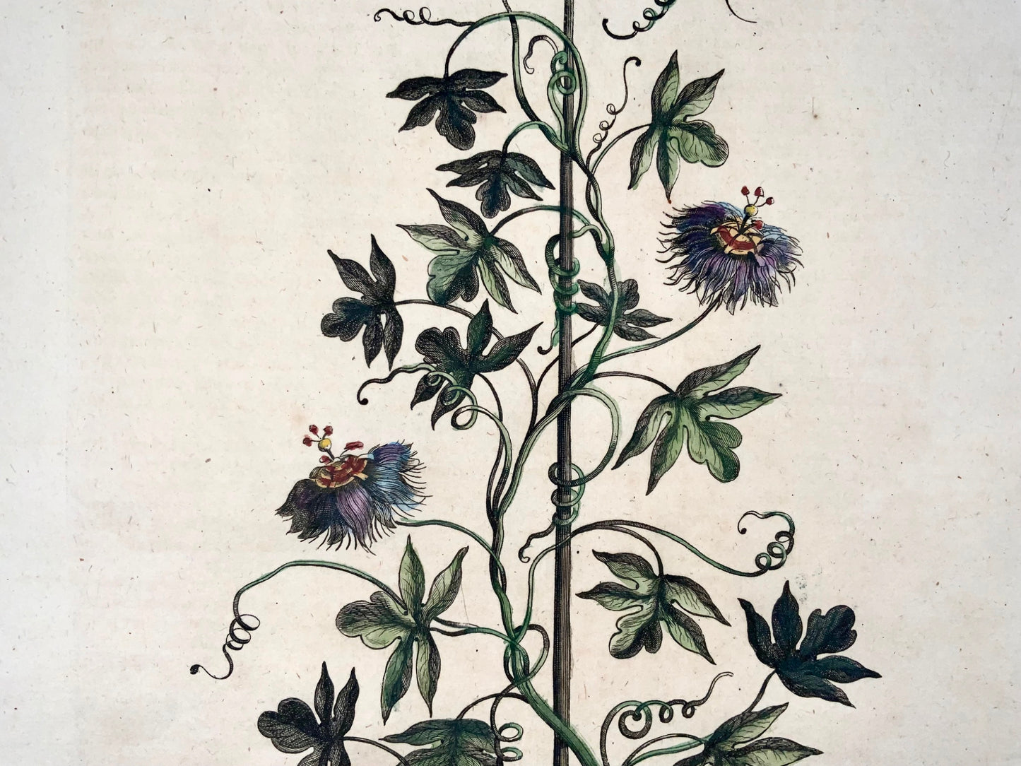 1696 Clematis Passiflora, foglio grande, botanica, Abraham Munting, foglio grande