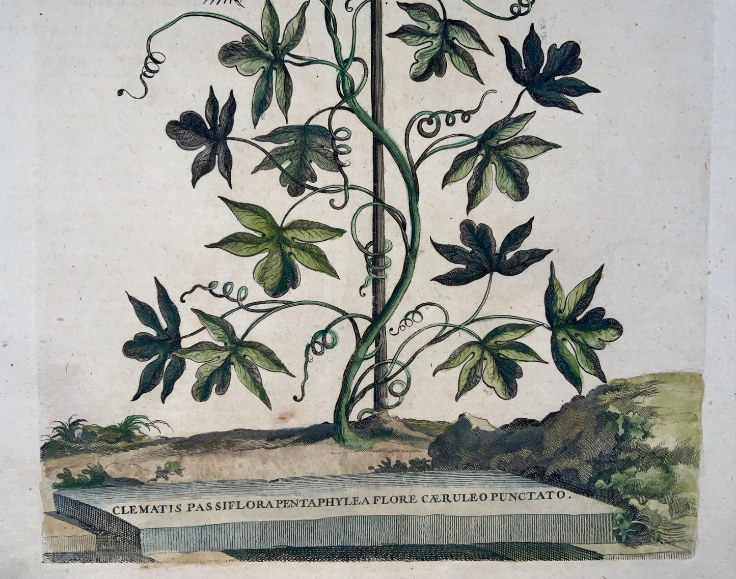 1696 Clematis Passiflora, large folio, botany, Abraham Munting, large folio