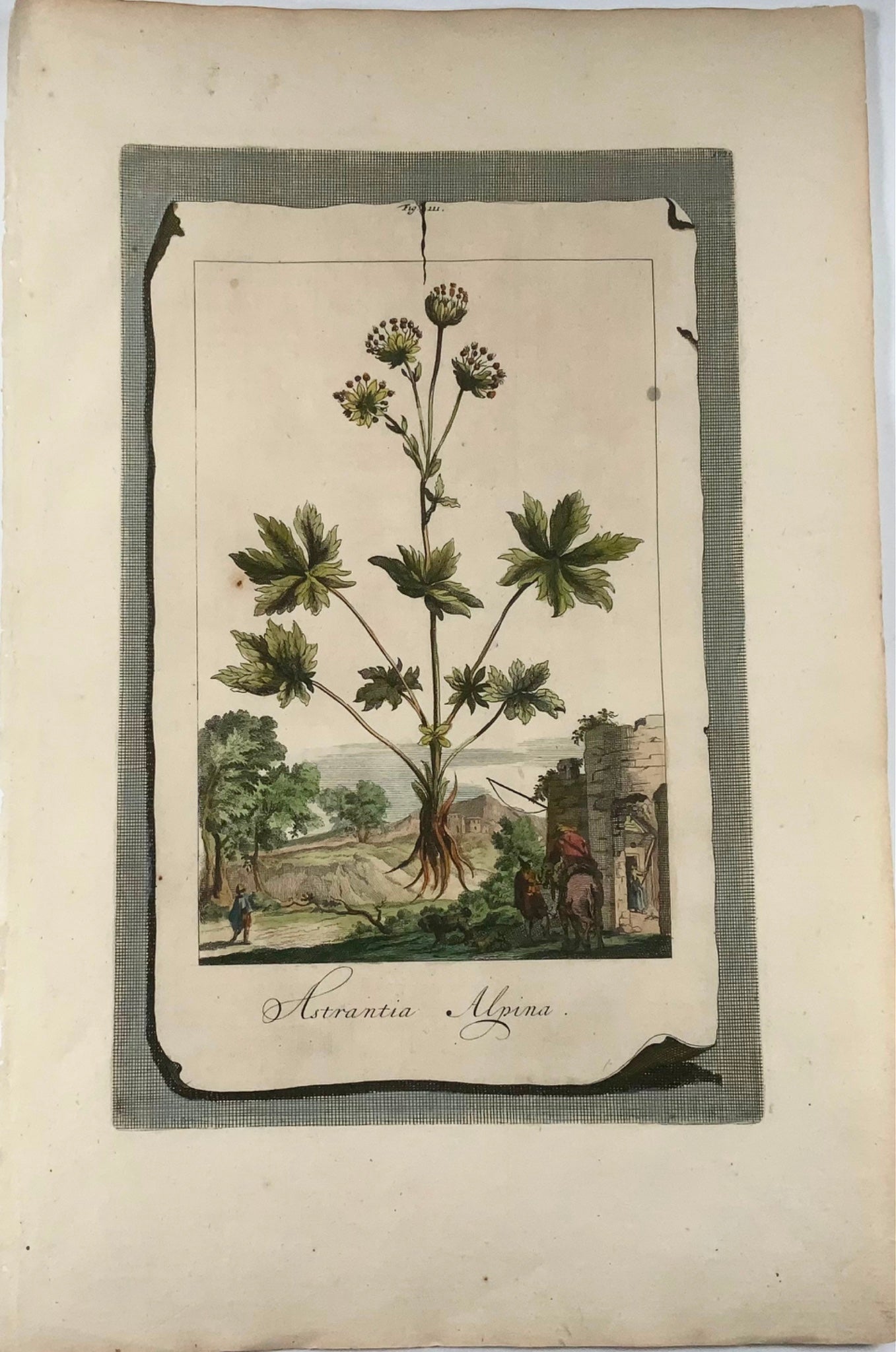 1696 Astrantia Alpina, large folio, botany, Abraham Munting, large folio