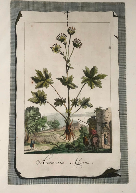 1696 Astrantia Alpina, foglio grande, botanica, Abraham Munting, foglio grande