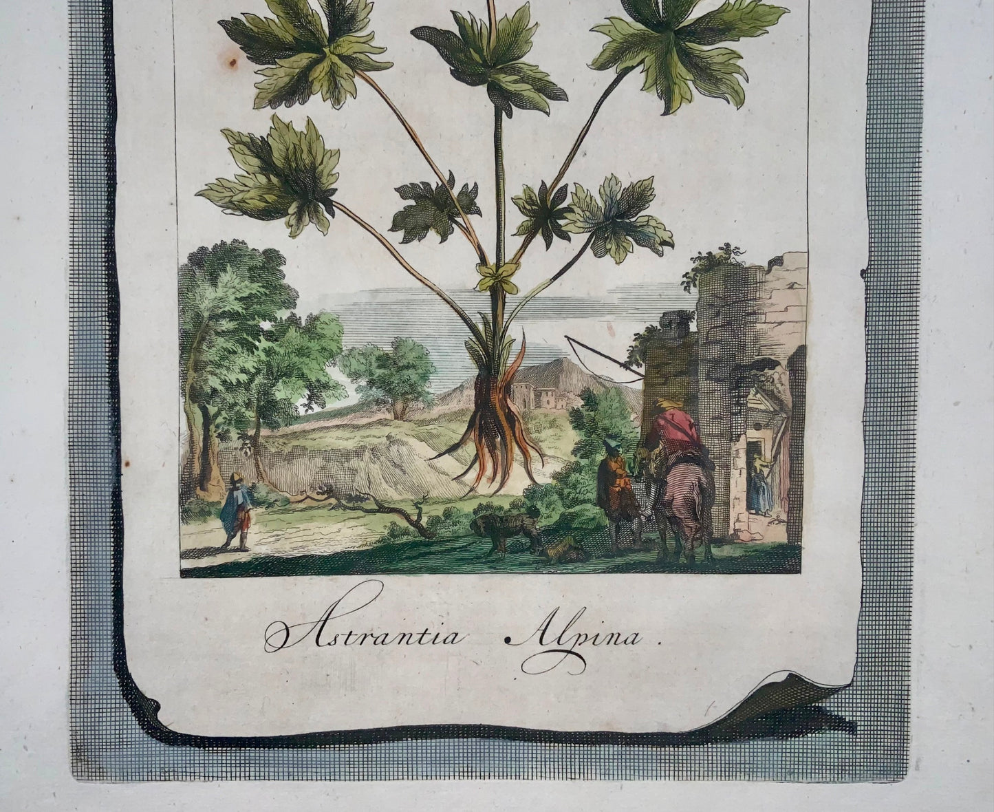 1696 Astrantia Alpina, foglio grande, botanica, Abraham Munting, foglio grande